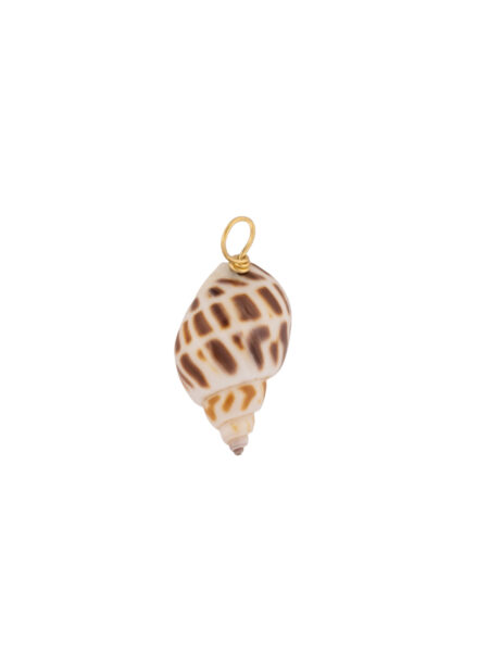 babylonia shell charm